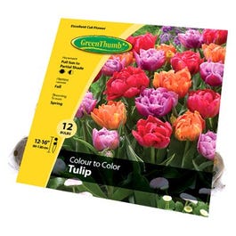 Spring Tulip Bulbs, 12-Pk.