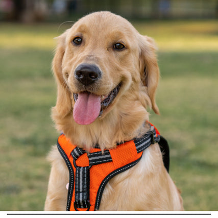 Pet SuppliesGolden Retriever